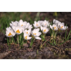 Krokus (Crocus vernus) ´JEANNE d´Arc´ - 2-3 cibuľky v kvetináči, kont. P11